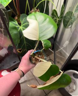 4 Leaf Top Cut Sectoral Monstera Albo 