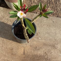Plumeria Rooted Potted Growing Wonderfully Since 3/25/25