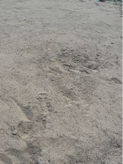 FREE SAND!