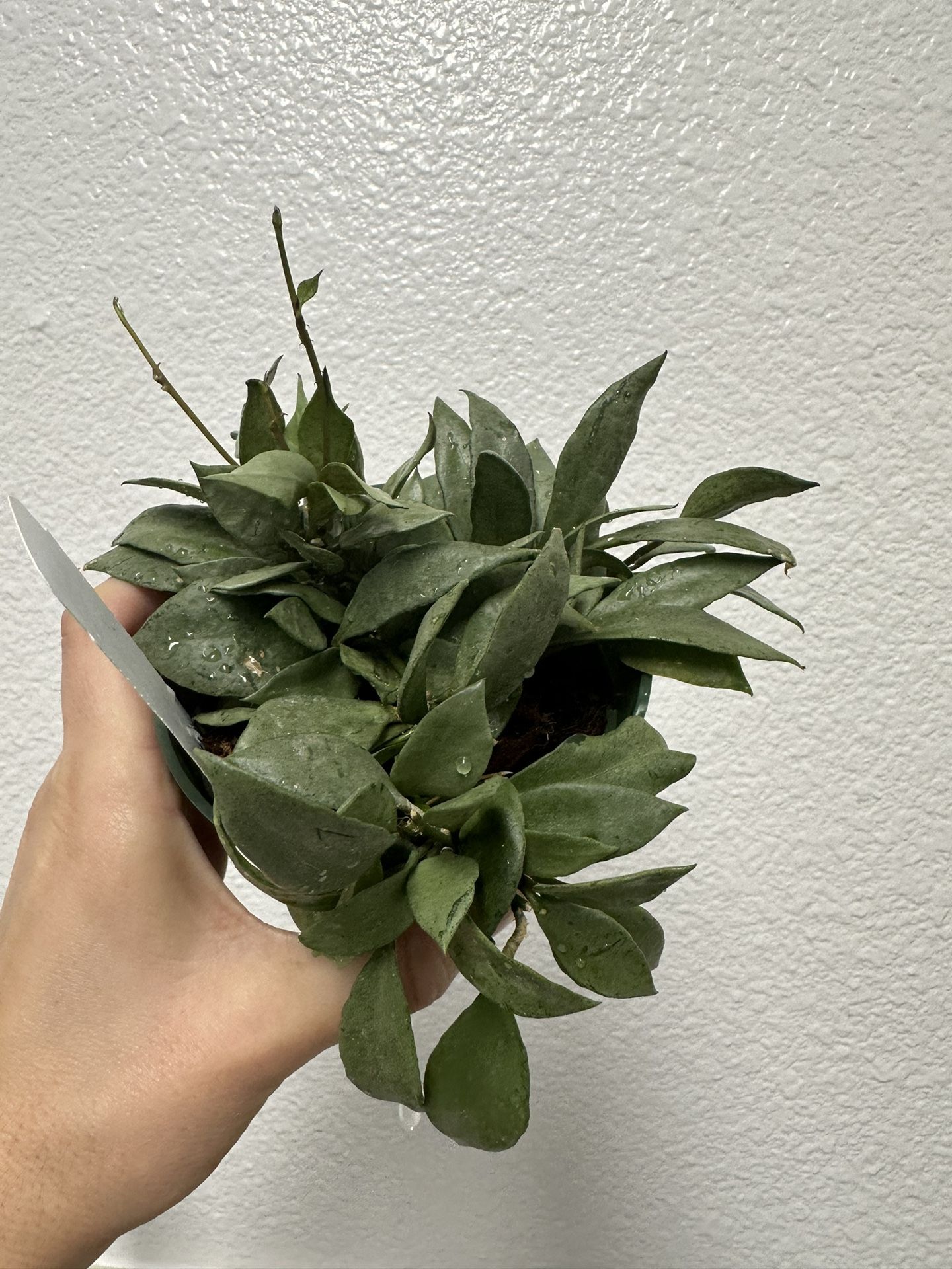 Hoya Lacunosa ‘Louisa Silver’