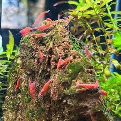 Red Cherry Shrimps

