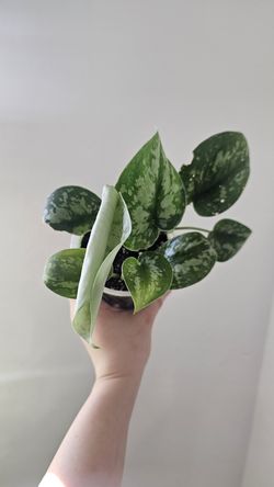 Scindapsus Pictus "Exotica"