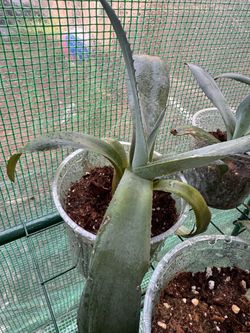 Blue agave