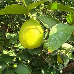 Mexican key lime