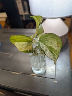 Manjula Pothos