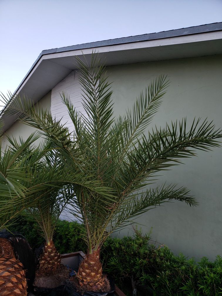 Sylvestor Date palm (Field grown)