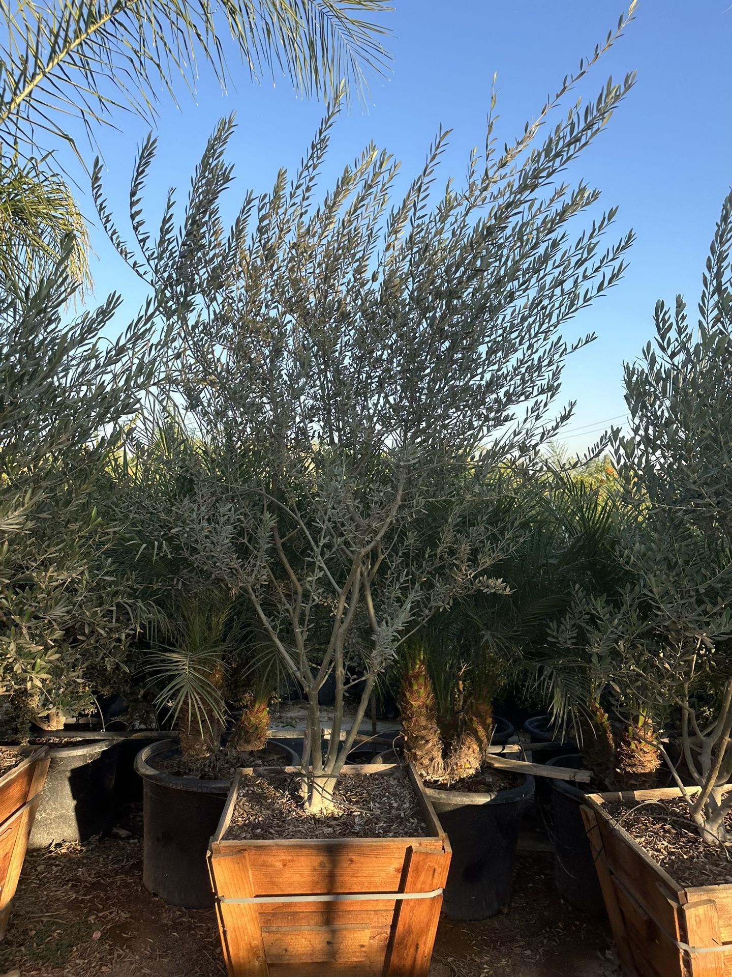 Olea europaea ‘Wilsonii’ - Wilson Fruitless Olive Tree, shade tree 24”Box 