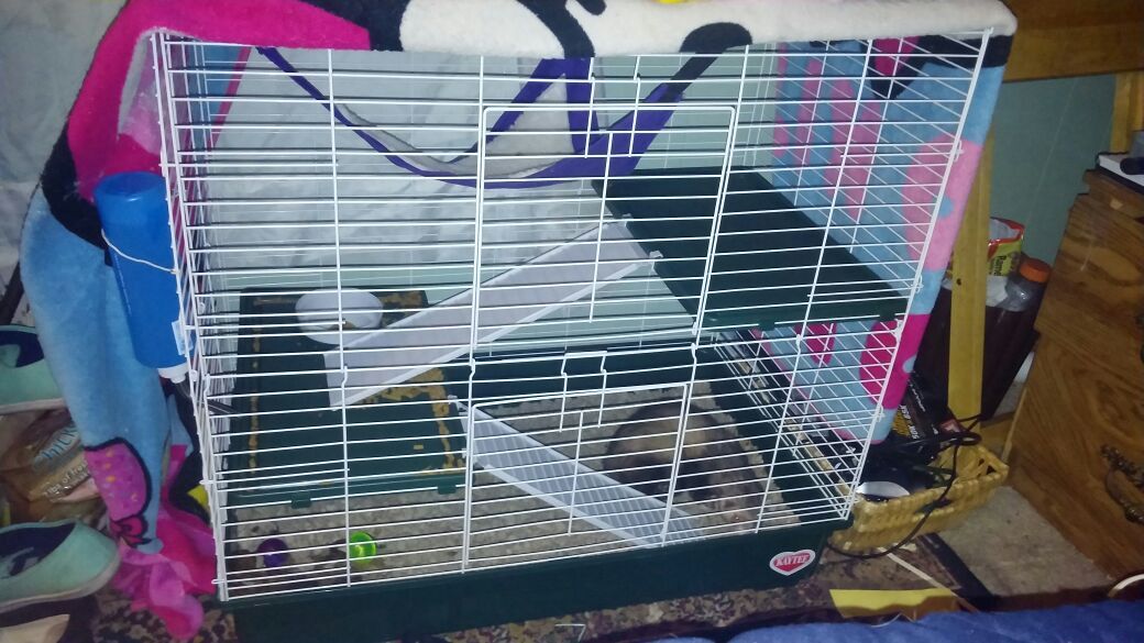Free ferrets & cage