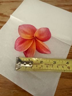 Plumeria rainbow color