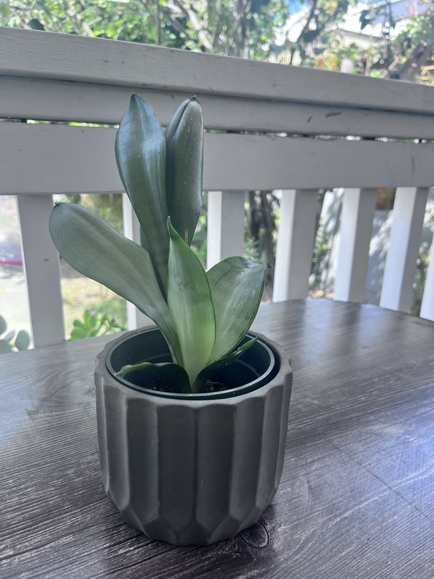 Snake Plant