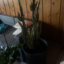 Large Cactus 