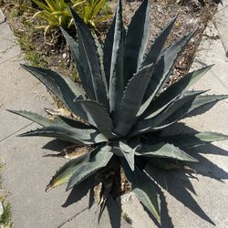 American century plants