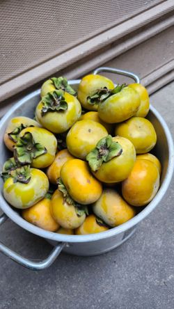 Persimos 5 pieces for $3