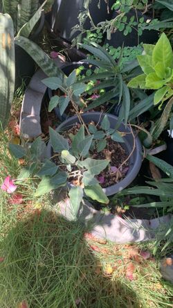 Planta $16
