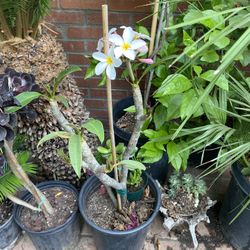 plumeria plant