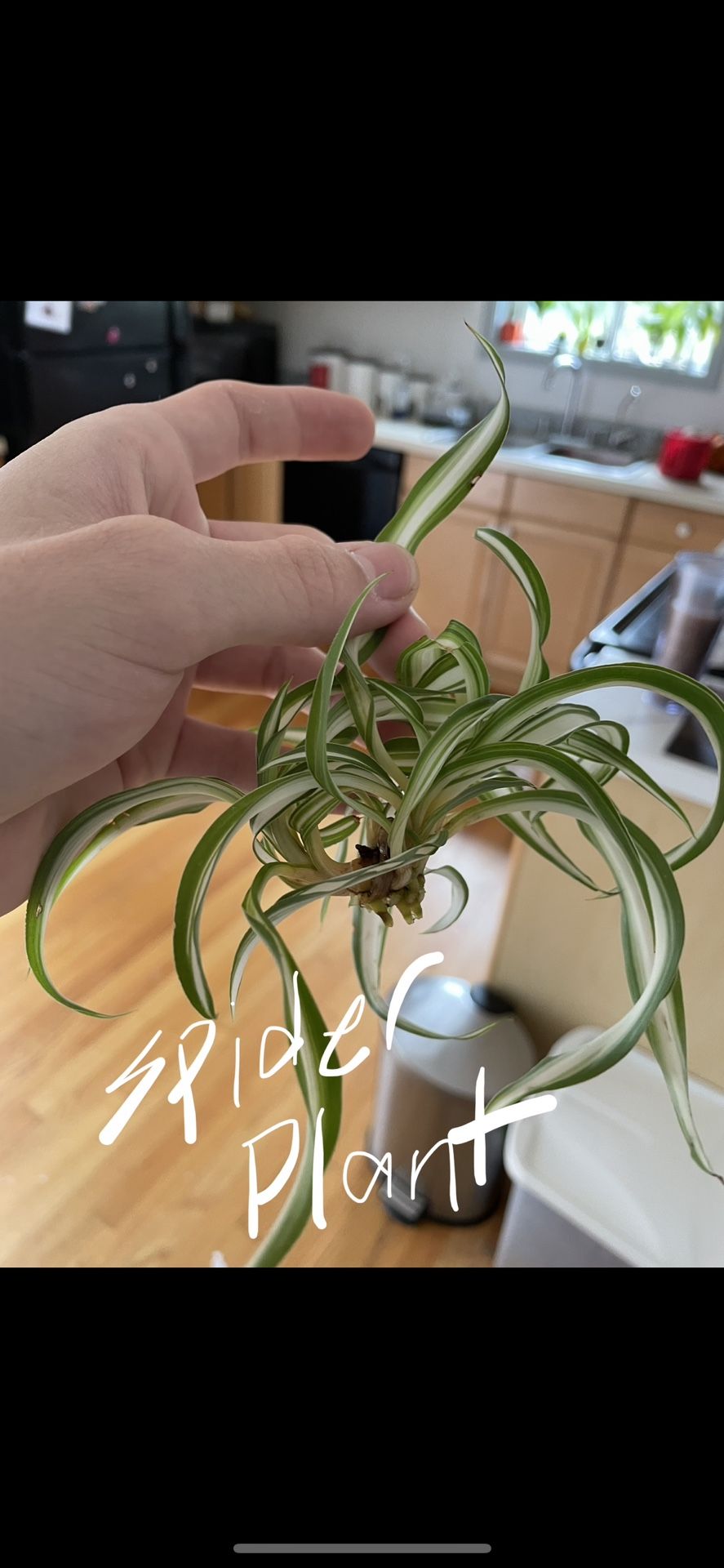 Rare Curly Spider Plant