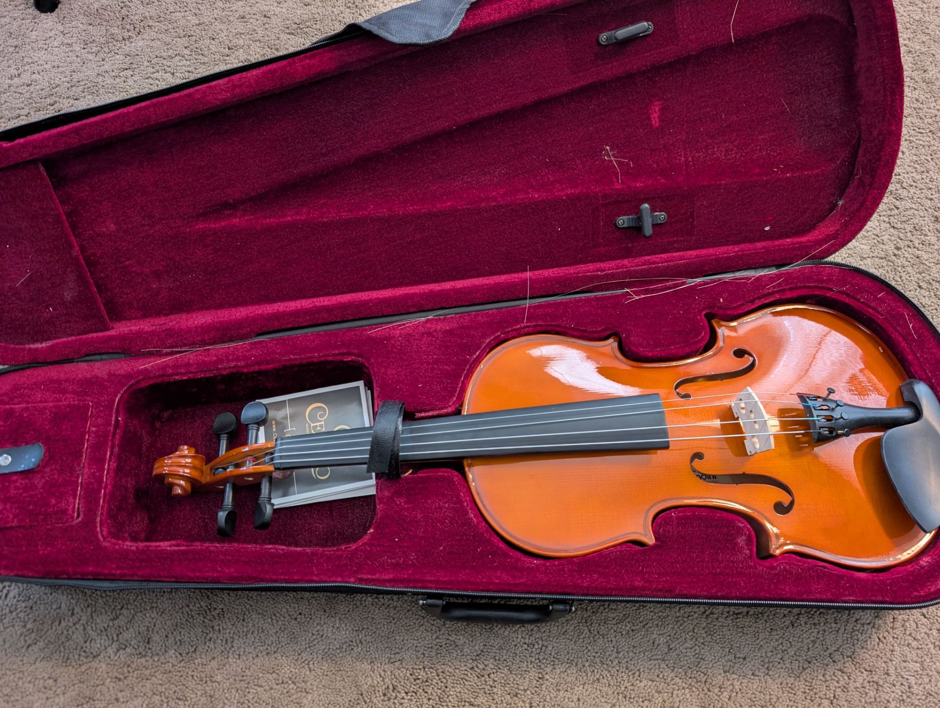Viola