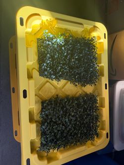 Artificial Boxwood w Mesh Backing- $5 each