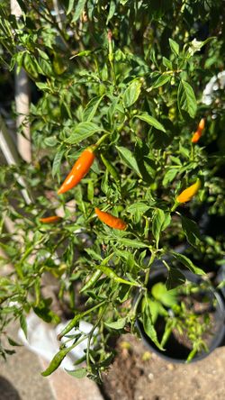 Thai Chili Plant