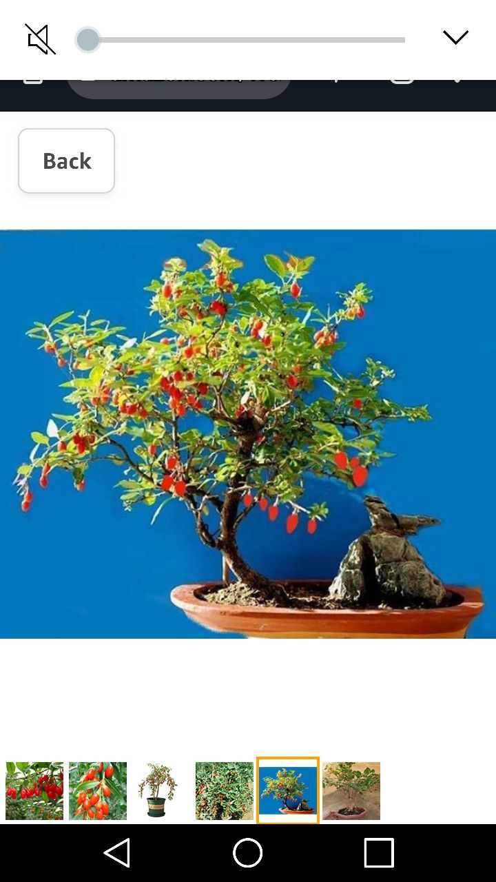 Goji Red Berry Wolfberry 3gallon 4ft Fully Grown Plant