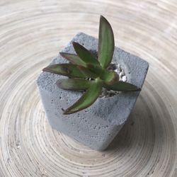 Succulent In Concrete Pot