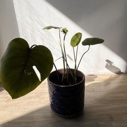 Monstera Plant in Blue Terracotta Pot