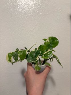 Pothos N’ Joy & Cebu Blue Cuttings Bundle!