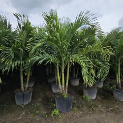 crhistmas Palms Adonidias  $80 About 7  to 8 feet