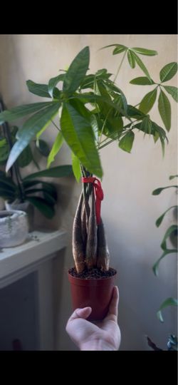 Money Plant