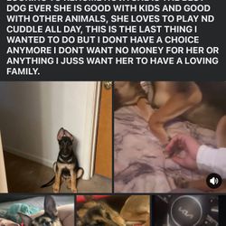 1 Year Old German Shepherd 