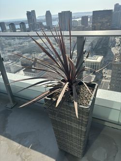Tall Planter And Purple Palm Plant