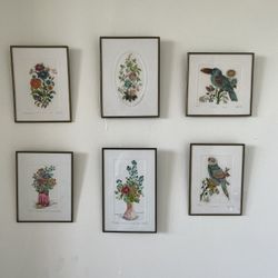 6 Small Drawings of parrot, toucan and flowers (Mexico)