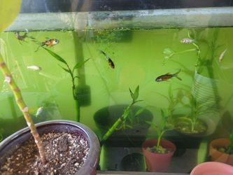 Free Aquarium plants & rocks