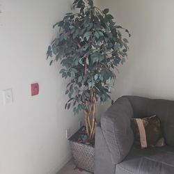 Moving Out Sale Plant 