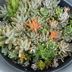 Large Arrangment Of Succulents In Pot 