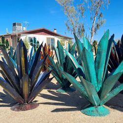 🔥new cactus 🌵✨ bright colors & rustic vibes + POTTERY 🪴