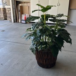 Silk Plant