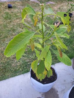 Avocado tree hass