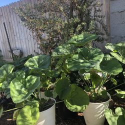 Hollyhock Flower Plants