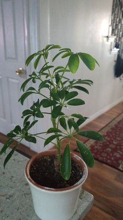 Schefflera Arboricola 'Umbrella Plant
