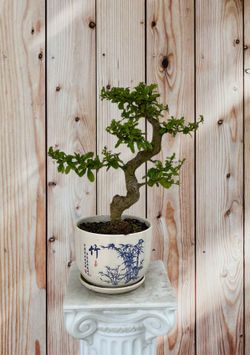 16”H Beautiful Fukien Tea Bonsai In Round Porcelain Pot