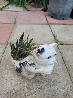 Cactus 🌵 