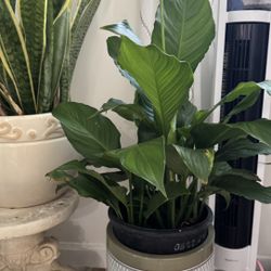 Peace Lily