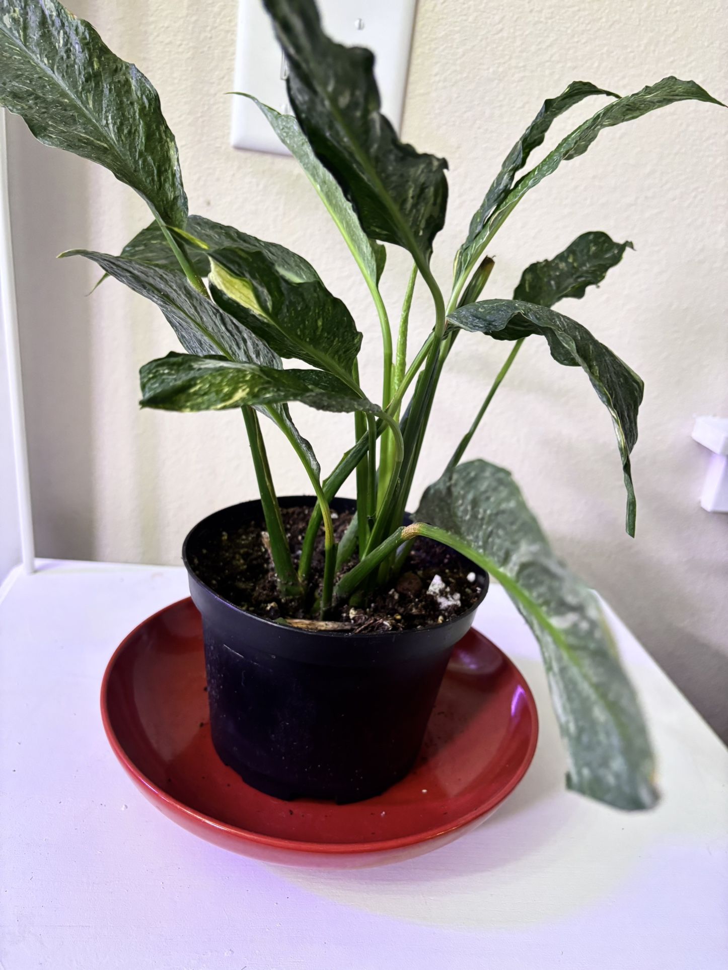 Variegated Peace Lily Aka Spatiphillum Domino