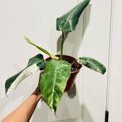 Philodendron Whipple Way