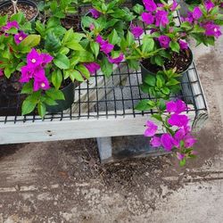 Bugamblia plants purple ..gaspiada ..Oranges ..pink fiucha 