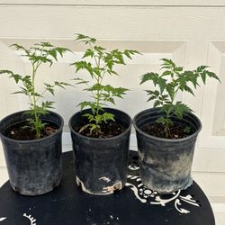 Healthy Neem Plants