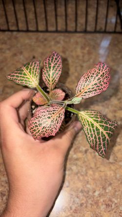 Small fittonia plant (nerve plant)