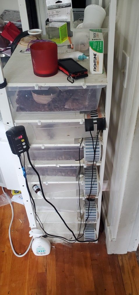 Reptile Rack