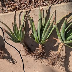 Aloe vera plants - mixed sizes and prices